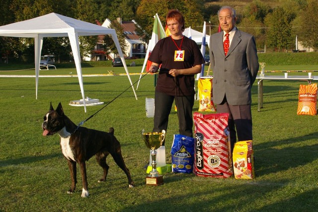 www.boxer-show.eu
